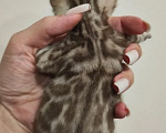 Кошки в Туле: Бенгальский котенок сепия яркие пятна на белом фоне Мальчик, 30 000 руб. - фото 7