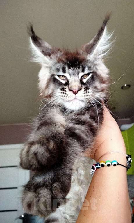 Кошки в Москве: Огромные Мейн куны  Мальчик, 65 000 руб. - фото 6