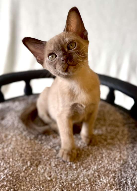 Кошки в Москве: Бурманская девочка Диор. Бронирование! Девочка, 65 000 руб. - фото 4