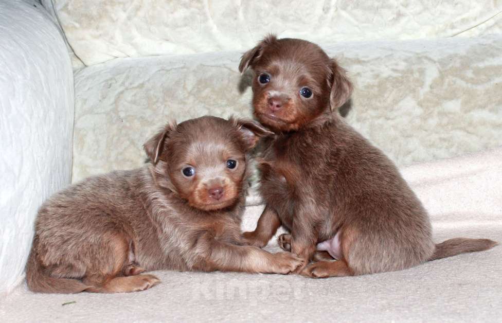 Собаки в Волгограде: Мальчики лиловые длинношерстные Мальчик, 25 000 руб. - фото 2