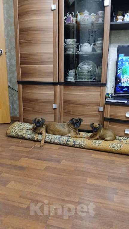 Собаки в Копейске: Щенки пти-брабансона Мальчик, 20 000 руб. - фото 4