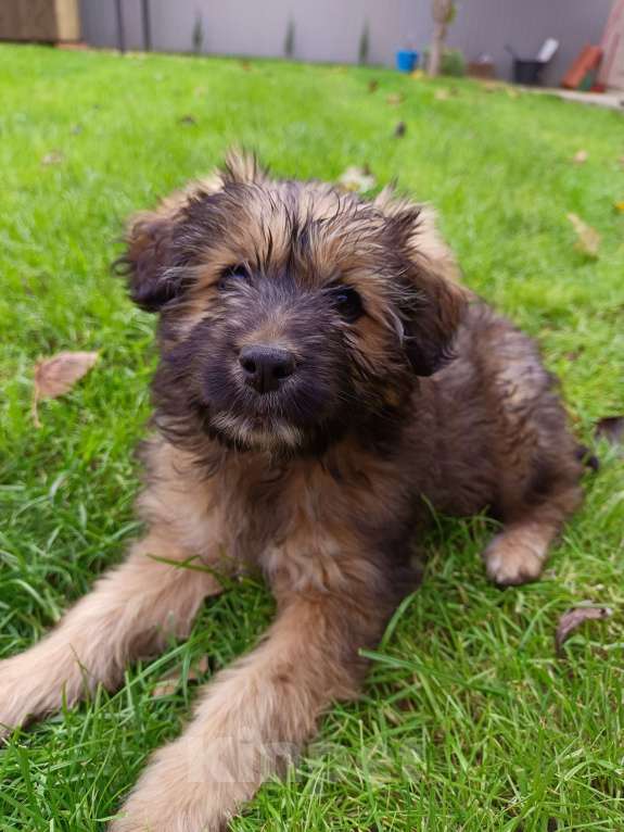 Собаки в Краснодаре: Щенок в добрые руки Девочка, 1 руб. - фото 4