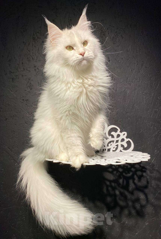 Кошки в Санкт-Петербурге: Кошка мейнкун Девочка, 5 000 руб. - фото 1