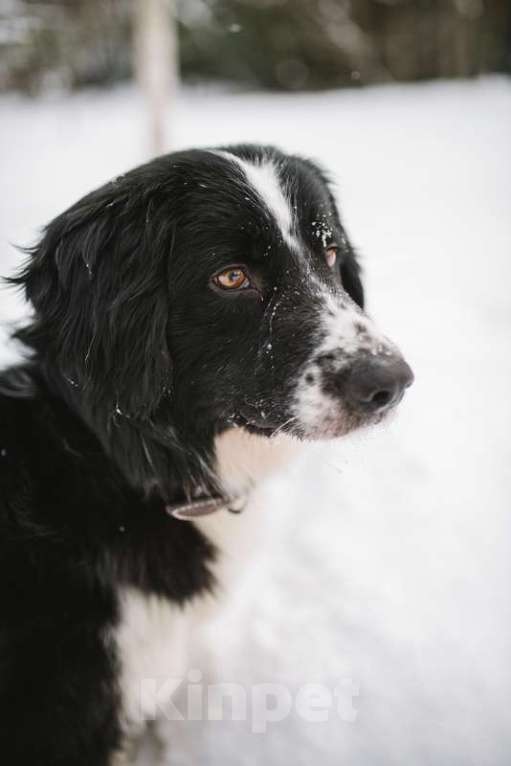 Собаки в Москве: Молодой бордер-колли Филлимон в добрые руки Мальчик, Бесплатно - фото 2