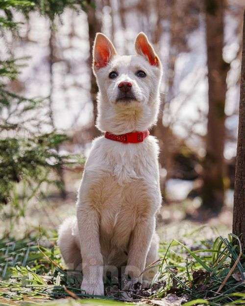 Собаки в Москве: Бесподобный домашний щенок Пилот ищет дом Мальчик, Бесплатно - фото 9