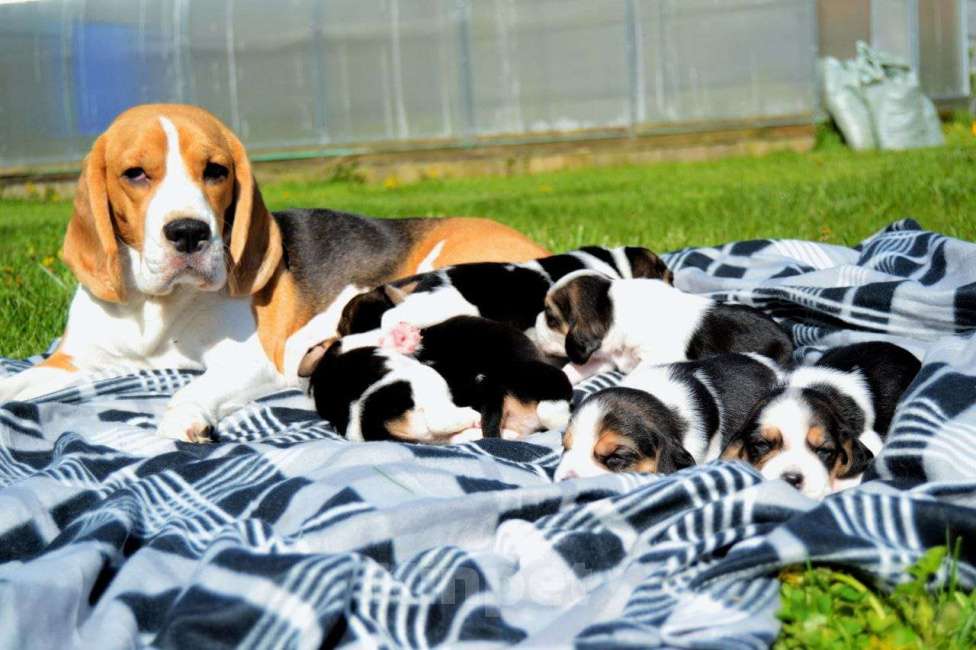 Собаки в Балашихе: Лана Девочка, 30 000 руб. - фото 4