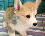 Собаки в Москве: Девочка Вельш корги пемброк готова к переезду  Девочка, 60 000 руб. - фото 2