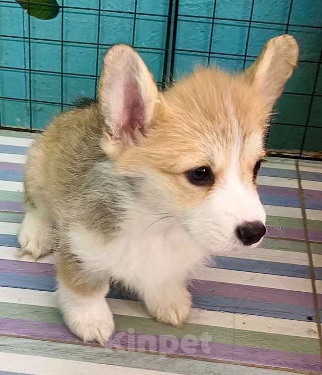 Собаки в Москве: Девочка Вельш корги пемброк готова к переезду  Девочка, 60 000 руб. - фото 2