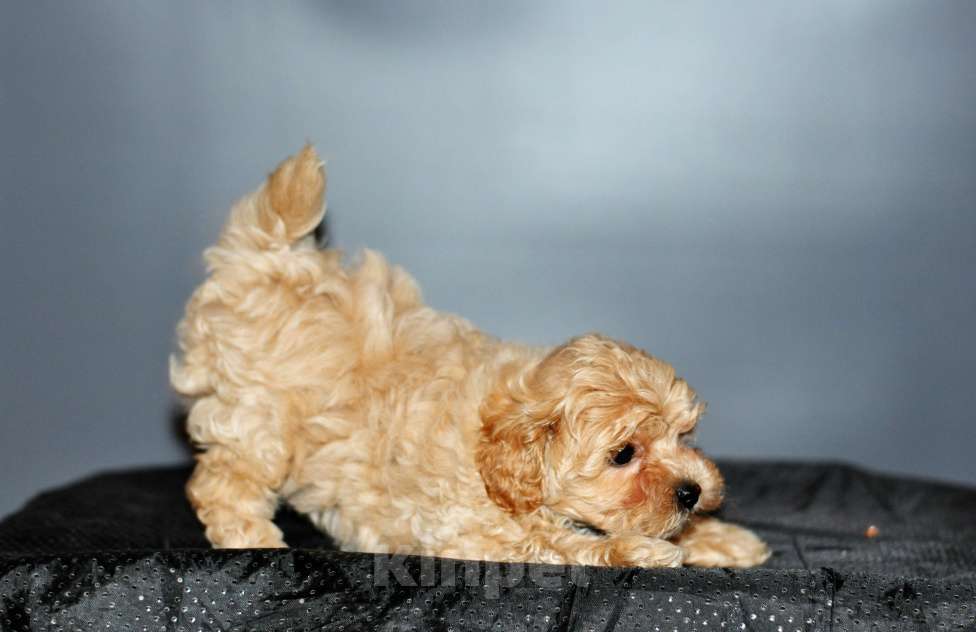 Собаки в других городах Свердловской области: мальтипу F1 мини, карамельный мальчик   Мальчик, 100 000 руб. - фото 5