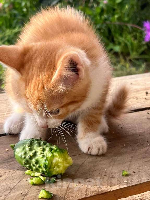 Кошки в Иркутске:  Котята в добрые руки, к лотку приучены Мальчик, Бесплатно - фото 4