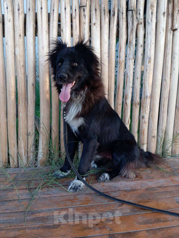 Собаки в Москве: Шикарный Граф ищет дом Мальчик, 100 руб. - фото 3