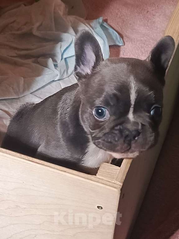 Собаки в Санкт-Петербурге: Щенок французского бульдога Мальчик, 100 000 руб. - фото 5