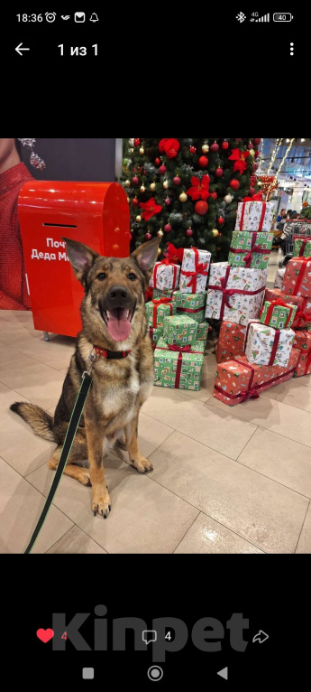 Собаки в Мытищах: Валентин - воплощение любви и преданности Мальчик, 10 руб. - фото 8