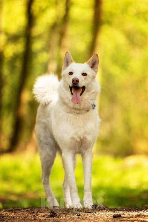 Собаки в Москве: Красавчик Амир в добрые руки. Мальчик, Бесплатно - фото 7