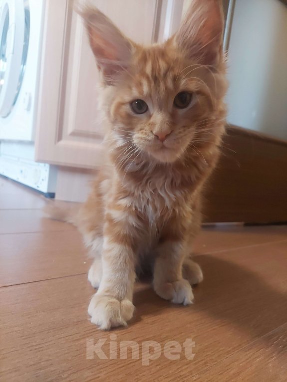 Кошки в Санкт-Петербурге: мейн-кун котёнок Девочка, 20 000 руб. - фото 2