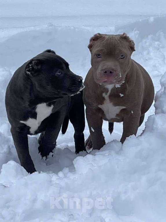 Собаки в других городах Московской области: Американский Булли стандарт Мальчик, 100 000 руб. - фото 8