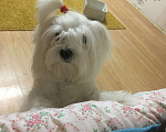 Собаки в Уфе: Вязка мальтийская болонка, 9 руб. - фото 2