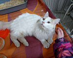 Кошки в Малоархангельске: Котик Белый, 77 руб. - фото 7