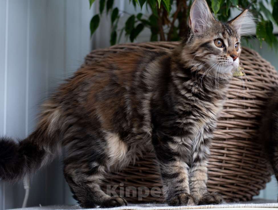 Кошки в Красноярске: Котенок Мейн Кун Девочка, 45 000 руб. - фото 2
