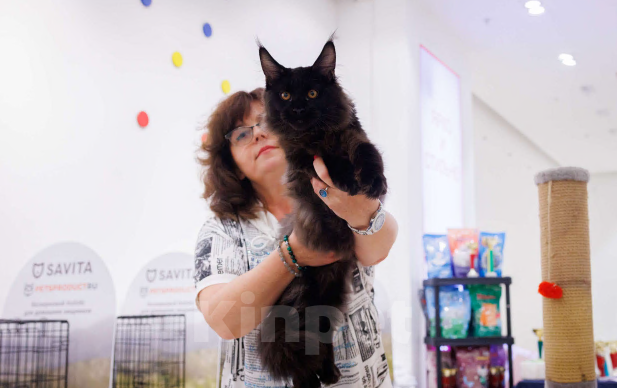 Кошки в Москве: Ласковый уголек в ваш дом Мальчик, 70 000 руб. - фото 2