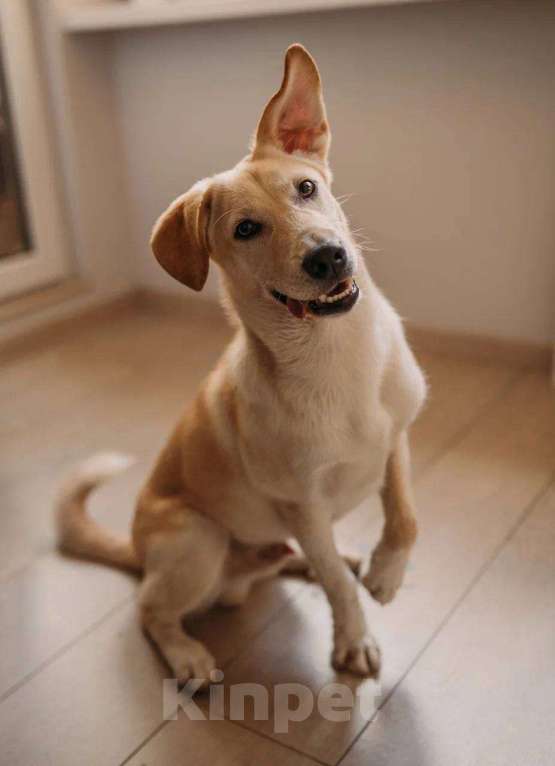 Собаки в Москве: Щенок Мартин в добрые руки. Мальчик, Бесплатно - фото 3