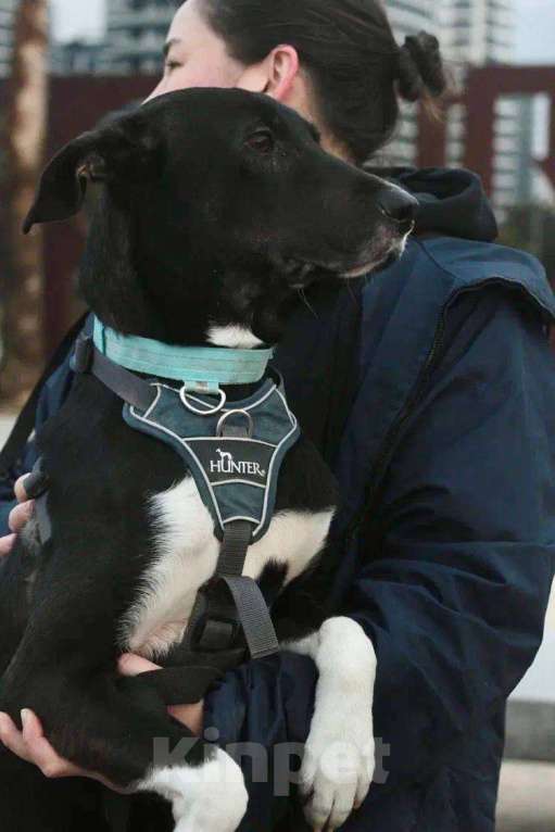 Собаки в Москве: Гили спасён в Грузии и ищет дом Мальчик, Бесплатно - фото 9