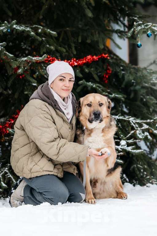 Собаки в Москве: Дынечка - плюшвый мишка в добрые руки! Мальчик, Бесплатно - фото 5