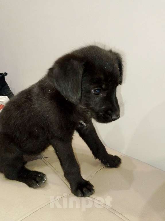 Собаки в Москве: Щенок в добрые руки Мальчик, Бесплатно - фото 5