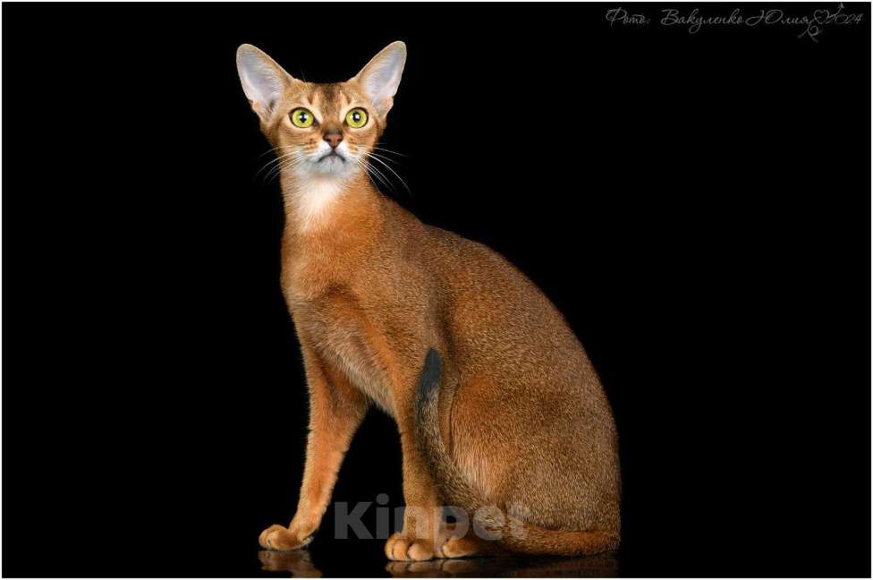 Кошки в Краснодаре: Абиссинские котята с документами Мальчик, 35 000 руб. - фото 3