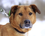 Собаки в Балашихе: Яркий рыжий пёс Абрикос 3,5 года из приюта Мальчик, Бесплатно - фото 3