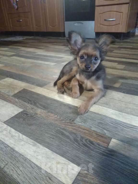 Собаки в Кыштыме: Русский той длинношёрстный щенок Мальчик, 25 000 руб. - фото 6