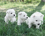 Собаки в Москве: Белые медвежата вестики Мальчик, 60 000 руб. - фото 2