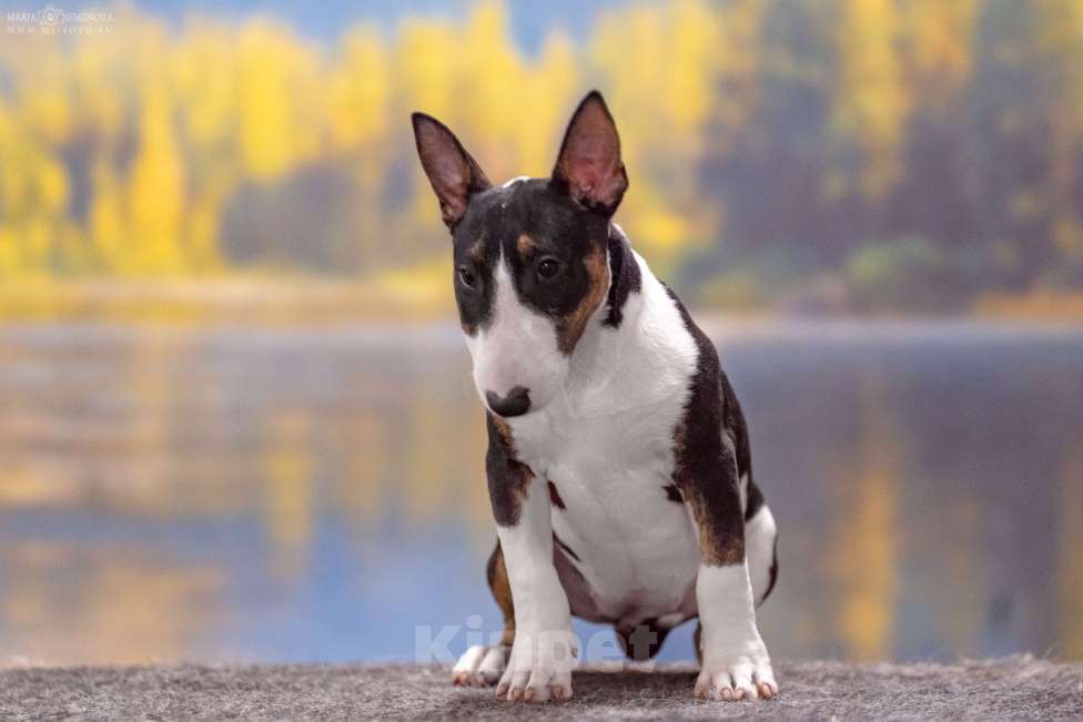 Собаки в Москве: Миниатюрный бультерьер Девочка, Бесплатно - фото 2