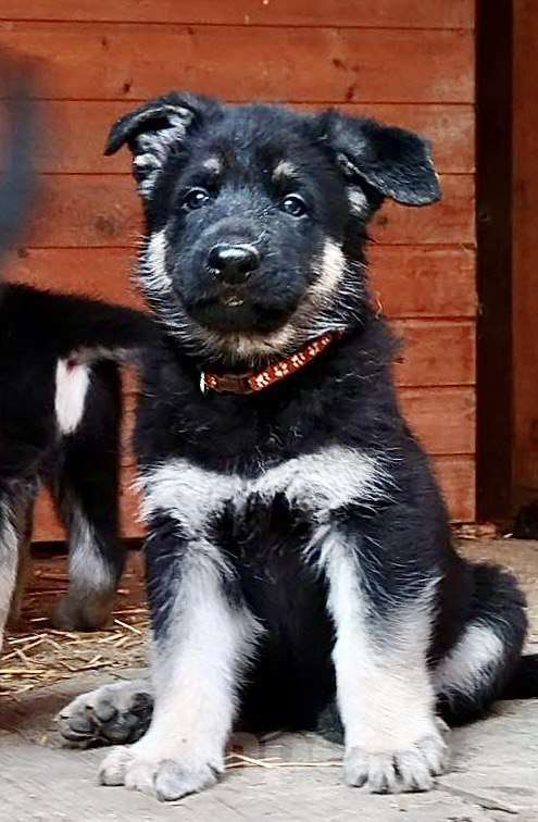 Собаки в других городах Краснодарского края: Щенок Восточноевропейской овчарки Девочка, 60 000 руб. - фото 4