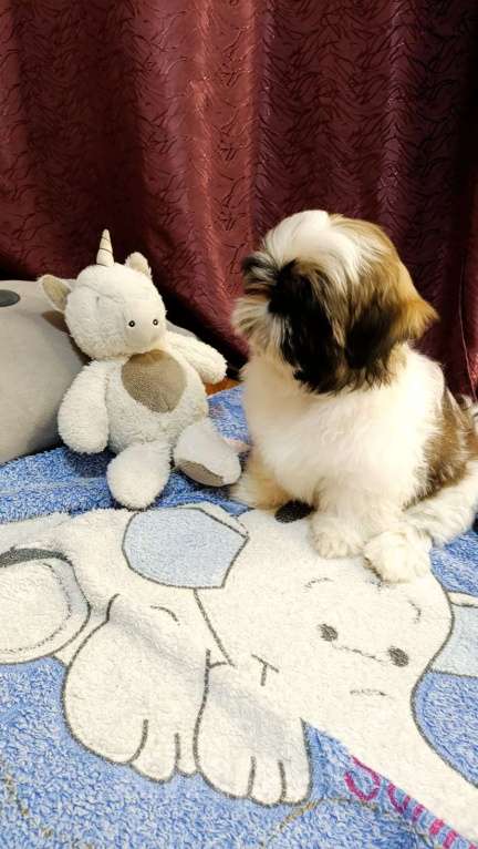 Собаки в Москве: Бонита Девочка, 50 000 руб. - фото 4