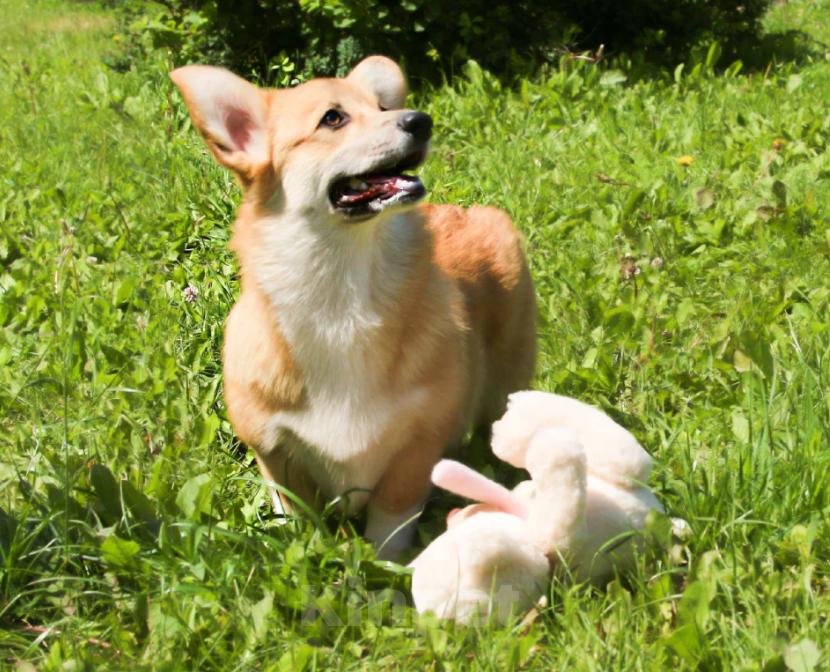 Собаки в Чапаевске: Девочка Элисия Спарк Девочка, 50 000 руб. - фото 4