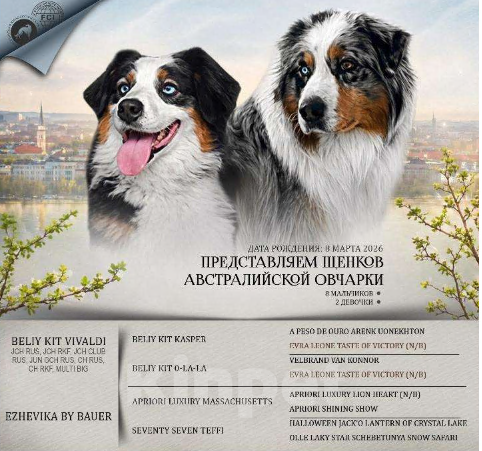 Собаки в Бикине: Аусси Мальчик, 80 000 руб. - фото 1