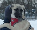 Собаки в Москве: Щенок Бони Девочка, Бесплатно - фото 1