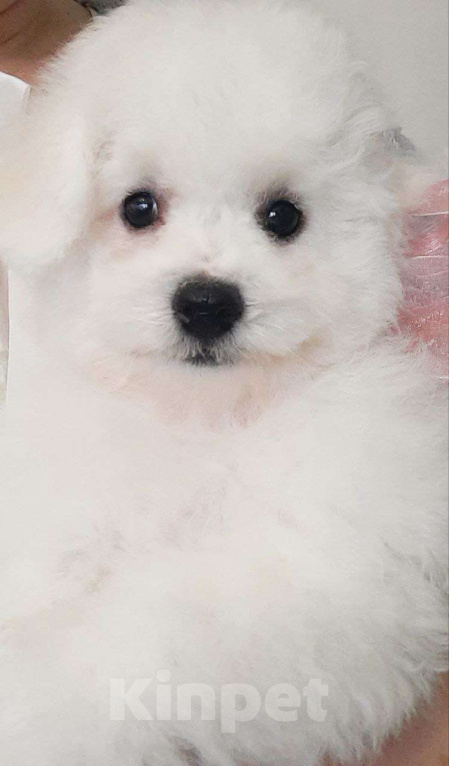 Собаки в других городах Московской области: Ваша будущая радость: очаровательная девочка Бишон Фризе, 3.5 месяца, готова к переезду! Девочка, 150 000 руб. - фото 1