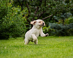 Собаки в Москве: Лабрадор щенок Девочка, Бесплатно - фото 1