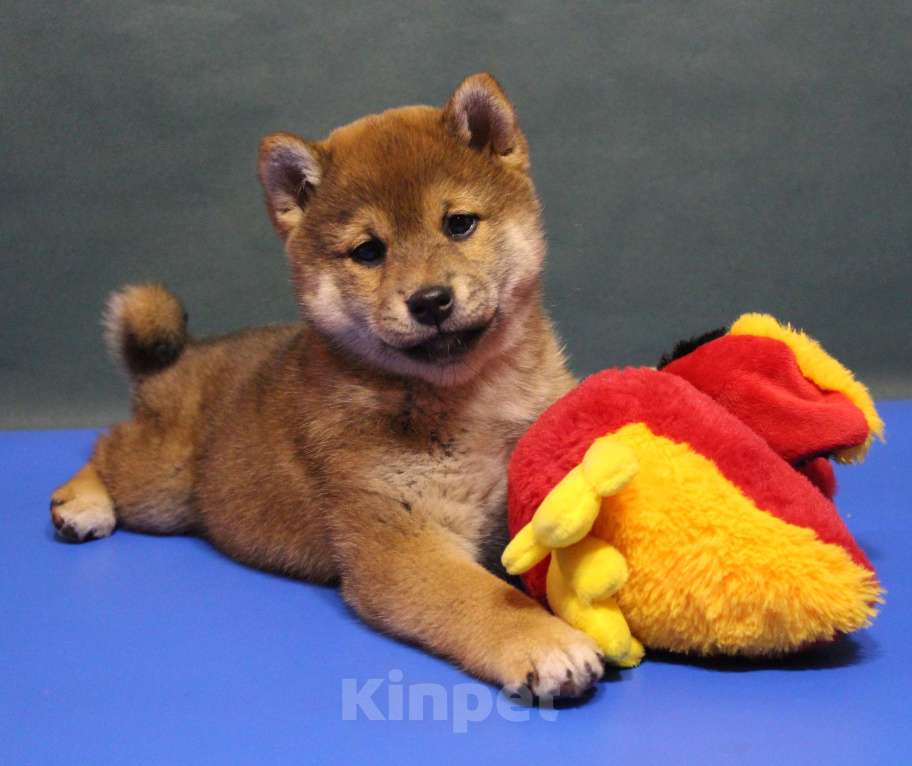 Собаки в Москве: Щенки сиба ину Мальчик, 40 000 руб. - фото 1
