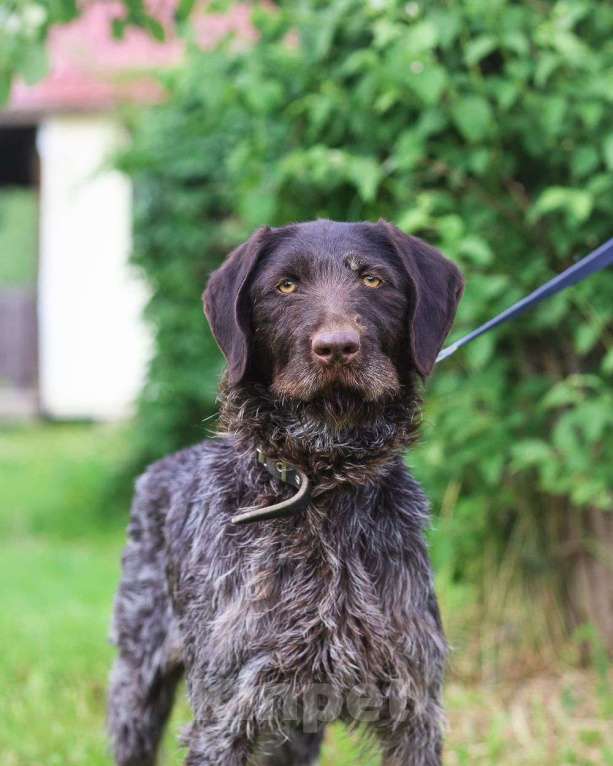 Собаки в Санкт-Петербурге: Красивая породистая собака отдается в дар Девочка, Бесплатно - фото 2