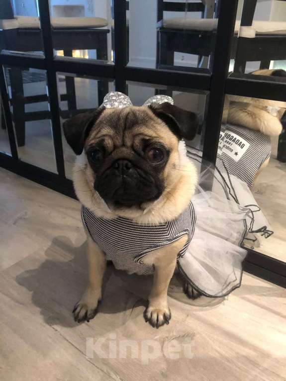 Собаки в Москве: Шарли Шеннон Мальчик, 85 000 руб. - фото 7