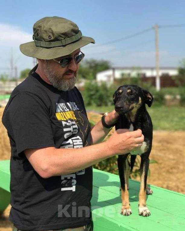 Собаки в Москве: Малышка Девочка, Бесплатно - фото 2