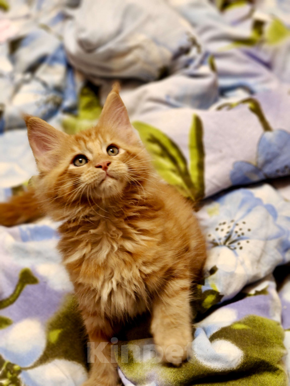 Кошки в Москве: Огненный рыжик Мальчик, 60 000 руб. - фото 3