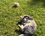 Кошки в других городах Московской области: Котенок ищет срочно дом! (Москва, МО, Красногорск) Девочка, Бесплатно - фото 5