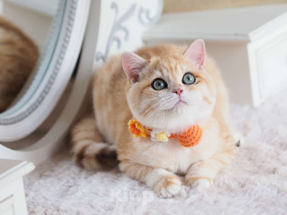 Кошки в Москве: Британский котёнок Дон Жуан Мальчик, 120 000 руб. - фото 3