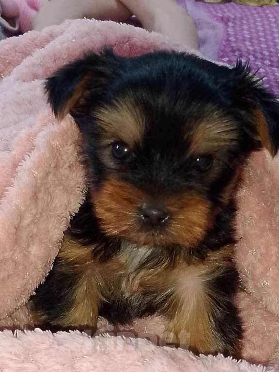 Собаки в Ростове-на-Дону: Йоркширский терьер  Мальчик, 20 000 руб. - фото 4