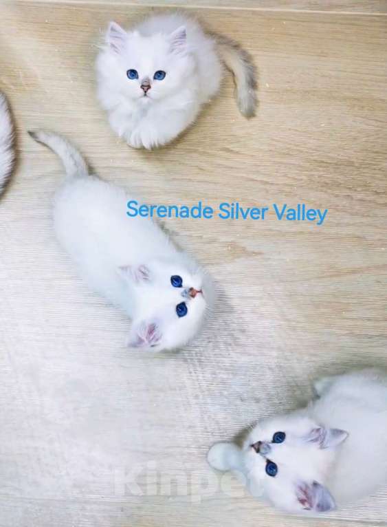 Кошки в Москве: Продаю котят! Питомник Serenade Silver Valley Девочка, 80 000 руб. - фото 3