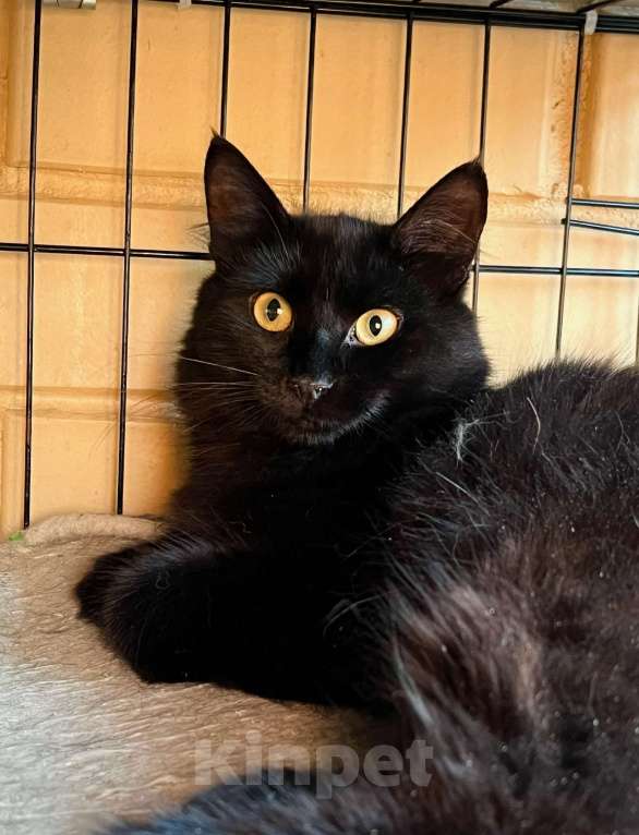 Кошки в Москве: Благородный черный красавец Мишлен в добрые руки Мальчик, Бесплатно - фото 2